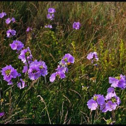 Picture of Herb Mallow Musk (Malva Moschata)